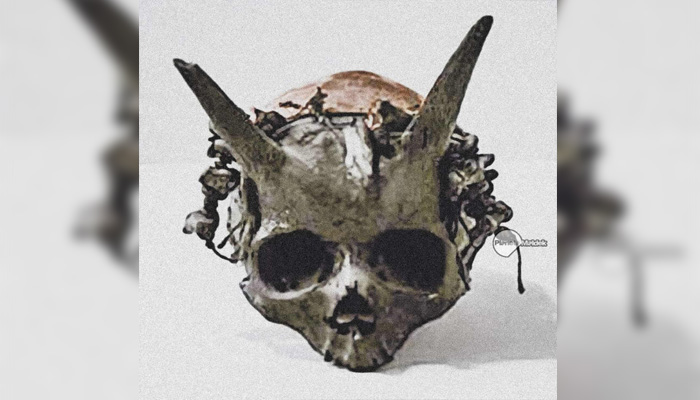 «Cráneos con cuernos» hallado en una excavación en 1880