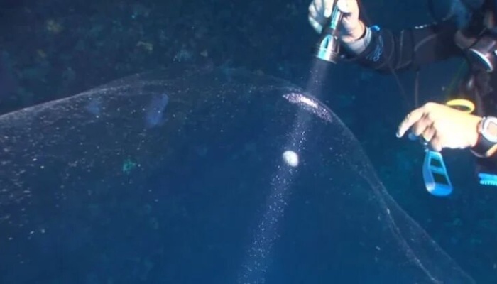 Misteriosas esferas gelatinosas son encontradas en el fondo marino y los expertos no saben que son