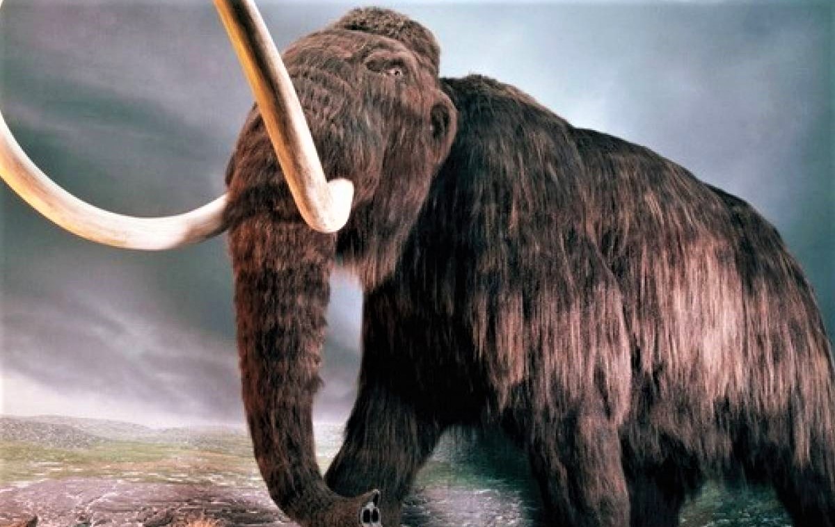Científicos logran reactivar células de un mamut de hace 28.000 años