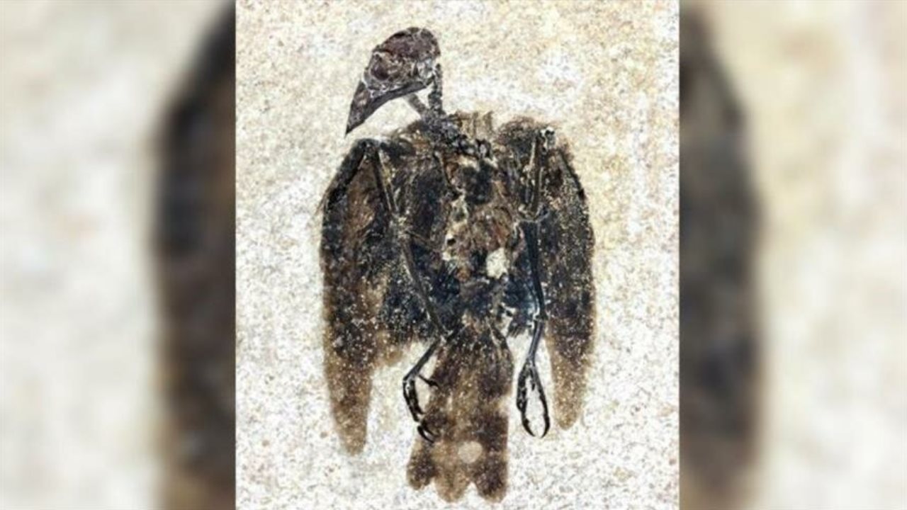 Encuentran restos del ave más grande que jamás haya existido en la Tierra