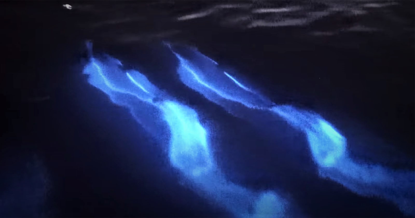 Delfines «resplandecientes» surfeando entre algas bioluminiscentes (Video)