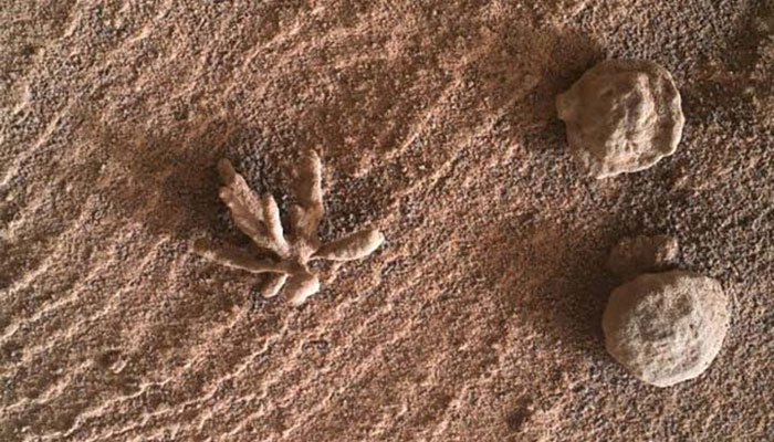 Marte: rover Curiosity de la NASA encontró una flor