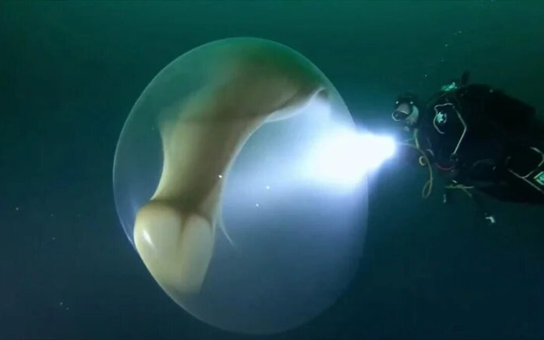 Misteriosas esferas gelatinosas del fondo marino: Expertos no saben qué son